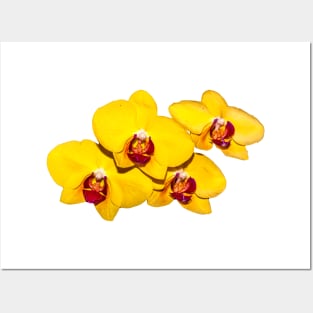 Yellow Orchid Corsage Posters and Art